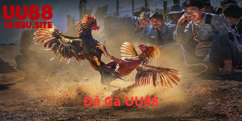 Giới thiệu về Đá Gà uu88