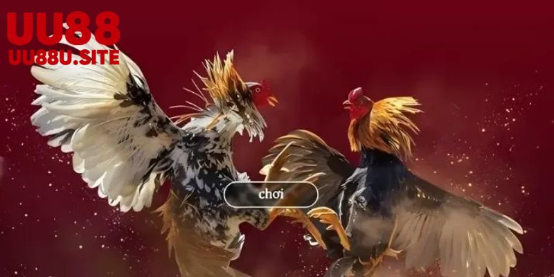 Cách thực hiện Đá Gà uu88