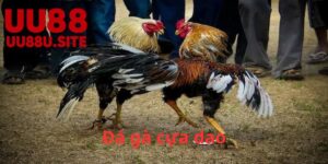 Các Khía Cạnh Của Đá Gà Cựa Dao