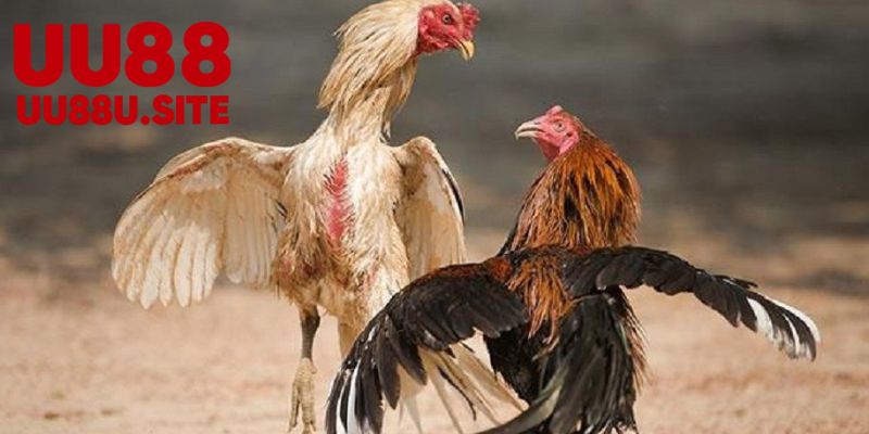 Đá Gà Cựa Dao - Nghệ Thuật Truyền Thống và Kỹ Năng Chiến Đấu 7 Quy Định và Luật Chơi Đá Gà Cựa Dao