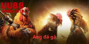 Lịch sử phát triển của Aog đá gà