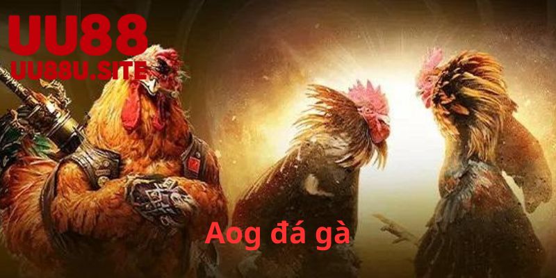 Aog đá gà – Khám Phá Nghệ Thuật Đá Gà Truyền Thống 5 Lịch sử phát triển của Aog đá gà