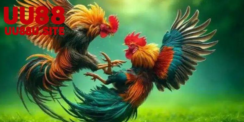 Aog đá gà – Khám Phá Nghệ Thuật Đá Gà Truyền Thống 6 Cách thực hiện Aog đá gà