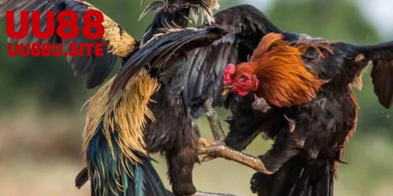 Aog đá gà – Khám Phá Nghệ Thuật Đá Gà Truyền Thống 7 Các lời khuyên dành cho người mới bắt đầu Aog đá gà